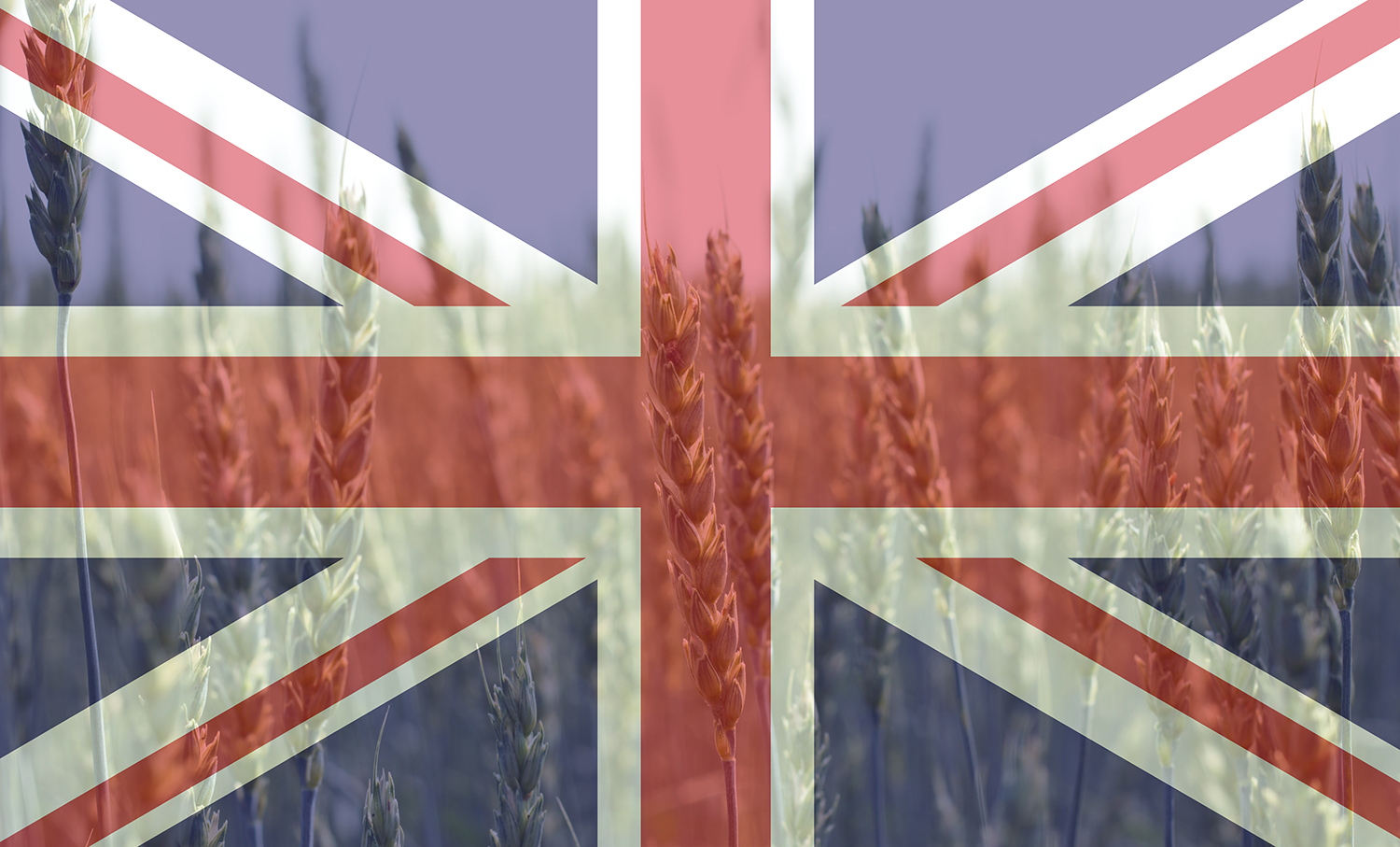 Union Jack wheat