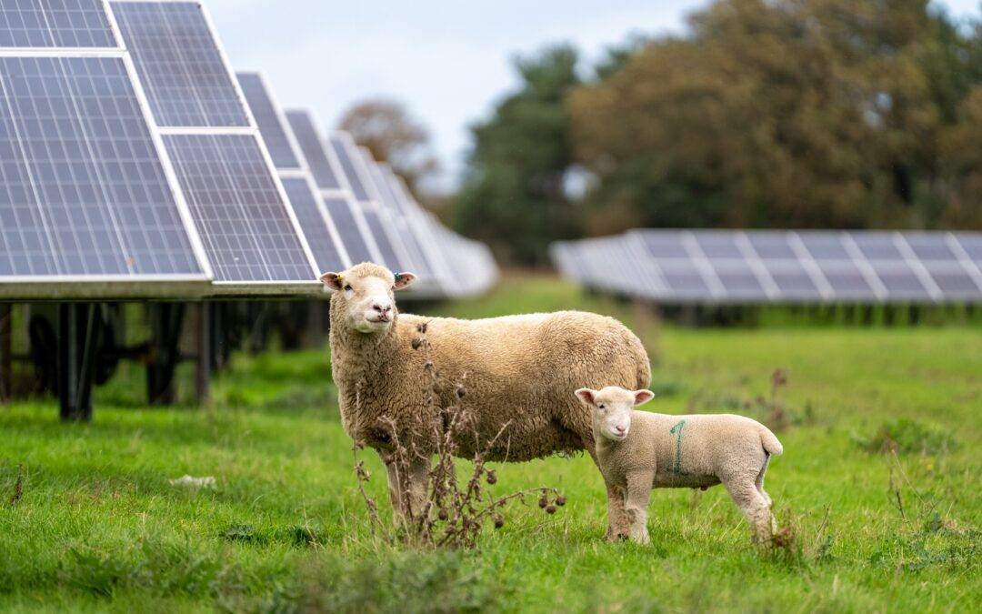 Sheep and solar