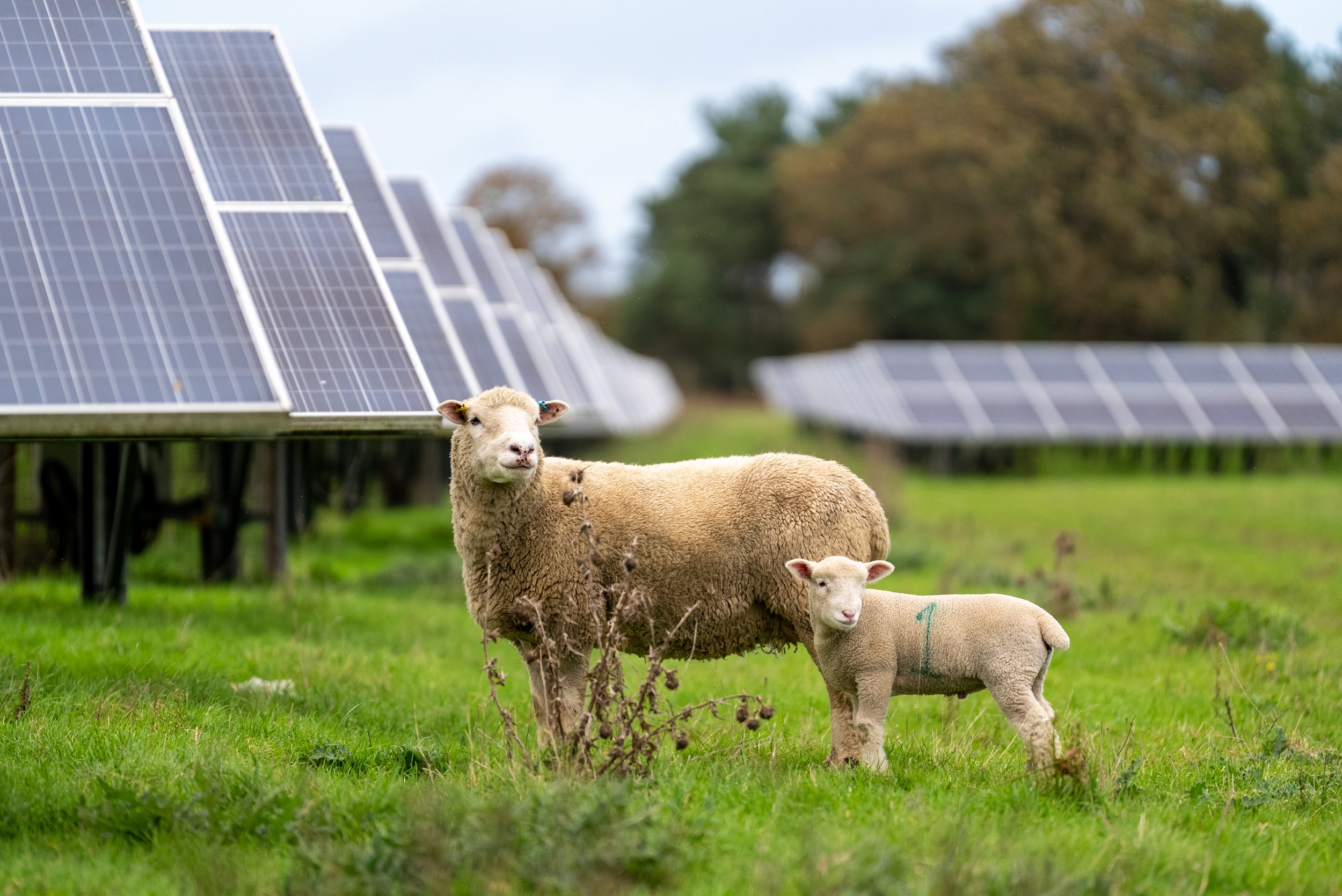 Sheep and solar